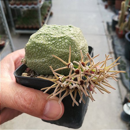 6 SEMENTES PSEUDOLITHOS CUBIFORMIS