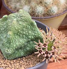 1 SEMENTE PSEUDOLITHOS CUBIFORMES