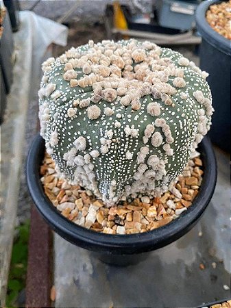 2 SEMENTES DE ASTROPHYTUM SUPER KABUTO CV. HANAZONO
