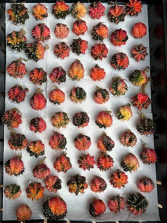 50 CACTOS GYMNOCALYCIUM FORA DE PADRÃO 2 a 2,5cm
