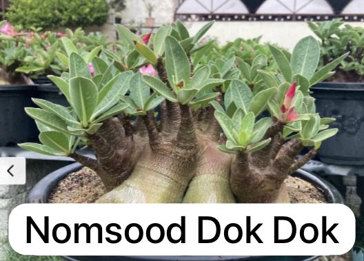 1 SEMENTE ARABICUM NOMSOOD DOK DOK