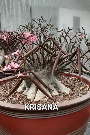 1 SEMENTE ARABICUM KRISANA