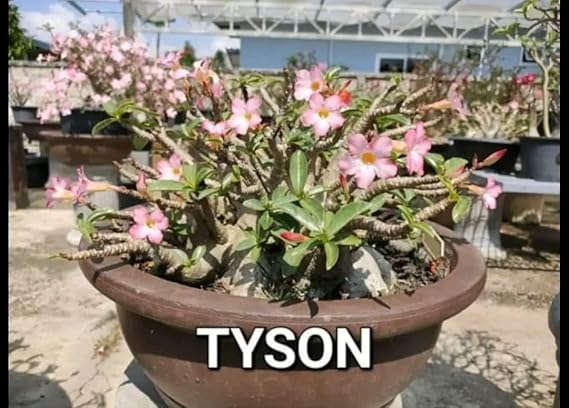 1 SEMENTE ARABICUM TYSON