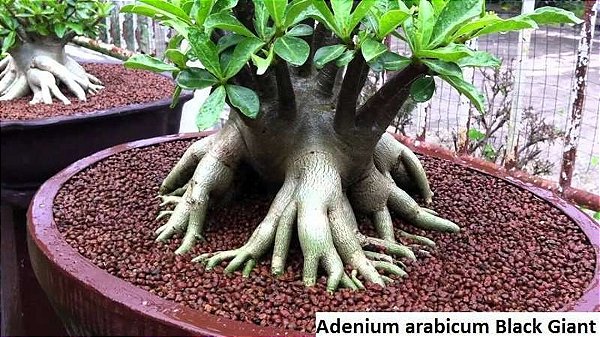 1 SEMENTE ARABICUM BLACK GIAN JAPAN