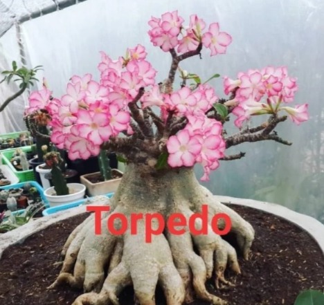 1 SEMENTE ARABICUM TORPEDO