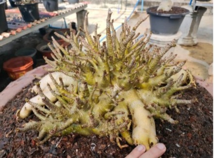 1 SEMENTE ARABICUM PORCUPINE 2