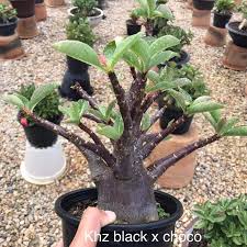 1 SEMENTE ARABICUM CHOCO BLACK KHZ