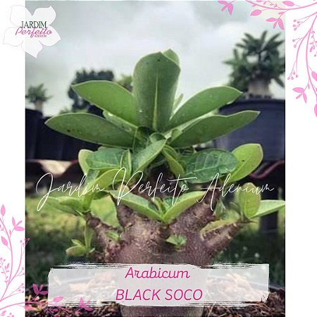 1 SEMENTE  BLACK SOCO THAI