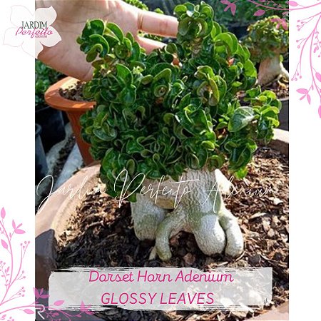 1 SEMENTE DHA 100 % GLOSSY LEAVES