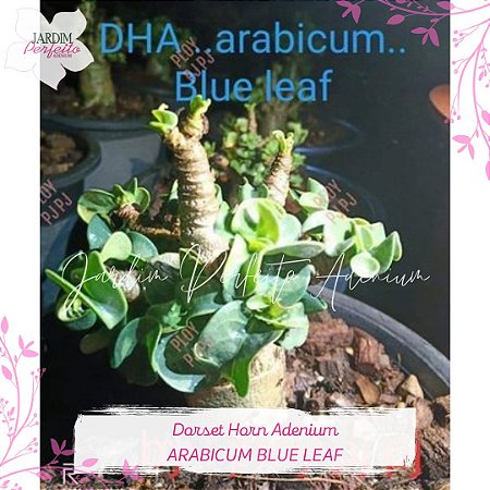 1 SEMENTE ARABICUM DHA BLUE LEAF