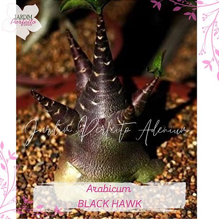 1 SEMENTES  ARABICUM BLACK HAWK