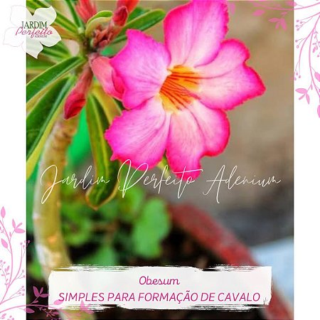 50 SEMENTES MIX PARA FORMAÇÃO DE CAVALO