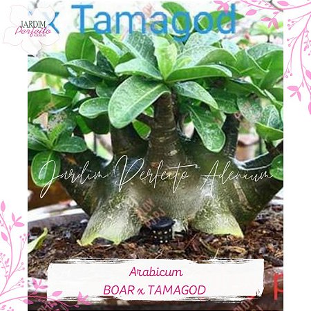 1 SEMENTE ARABICUM BOAR X TAMAGOD