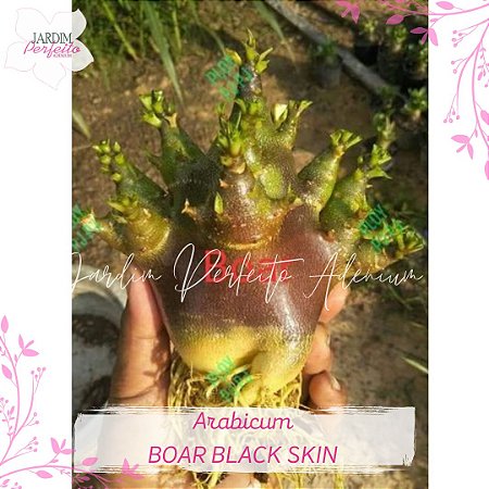 1 SEMENTE ARABICUM BOAR