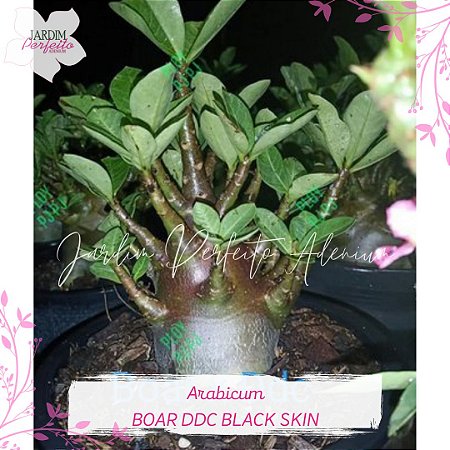 1 SEMENTE ARABICUM BOAR X DDC