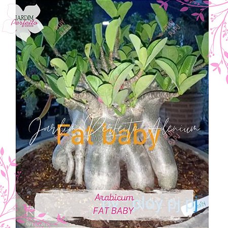 1 SEMENTE ARABICUM FAT BABY