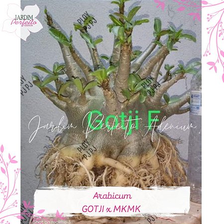 1 SEMENTE ARABICUM GOTJI X MKMK