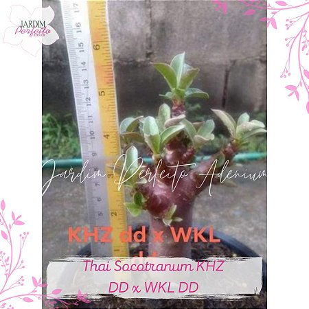 1 SEMENTE DHA  KHZ DD X WKL DD