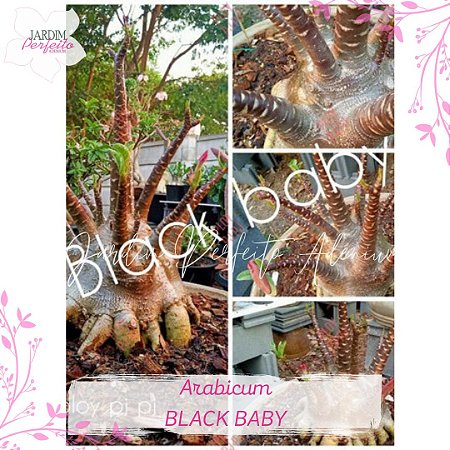 1 SEMENTE ARABICUM BLACK BABY