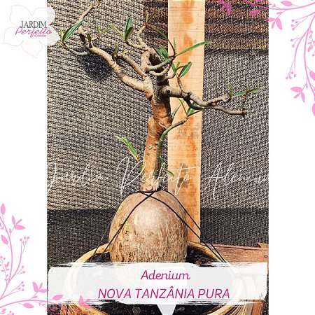 1 SEMENTE NOVA TANZÂNIA PURA (HABITAT)