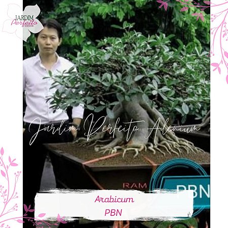 1 SEMENTE ARABICUM PBN ( Phet Ban Na)