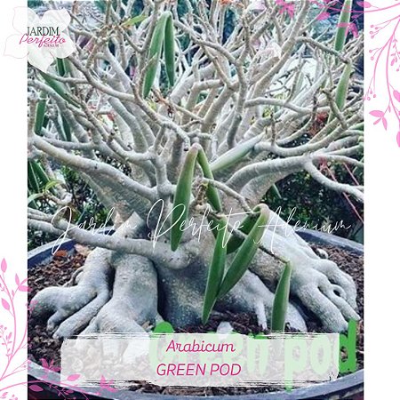 1 SEMENTE  ARABICUM GREEN POD