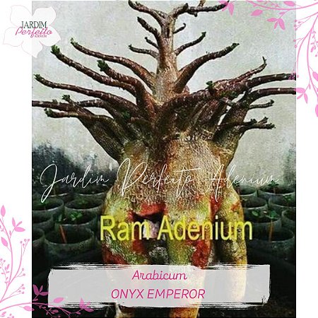 1 SEMENTE  ARABICUM ONYX EMPEROR