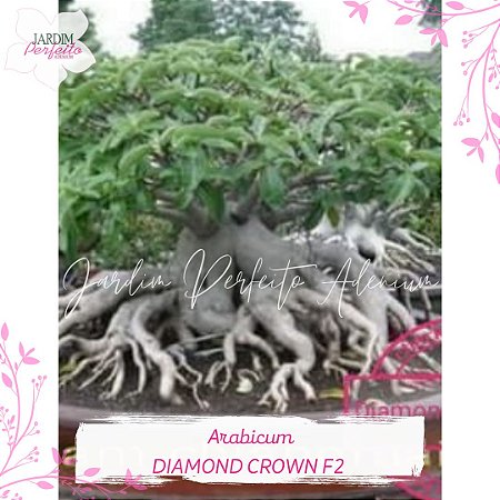 1 SEMENTE  ARABICUM DIAMOND CROWN F2