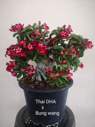 1 SEMENTE THAI SOCOTRANUM DHA X BUNG WANG