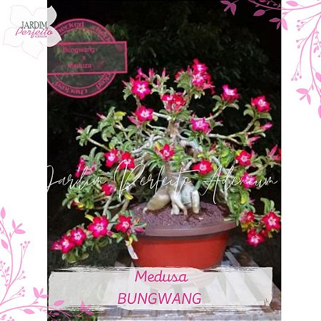 1 SEMENTE  MEDUSA X BUNG WANG