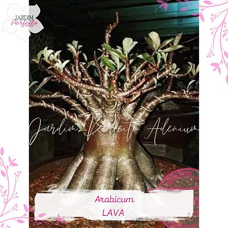 1 SEMENTE  ARABICUM LAVA