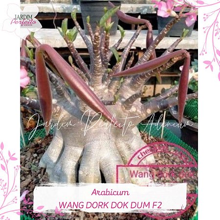 1 SEMENTE  ARABICUM WANG DORK DOK DUM F2