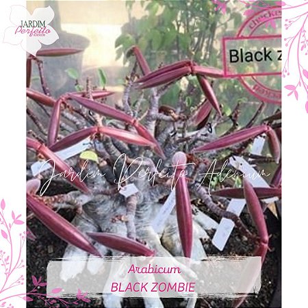1 SEMENTE ARABICUM BLACK ZOMBIE