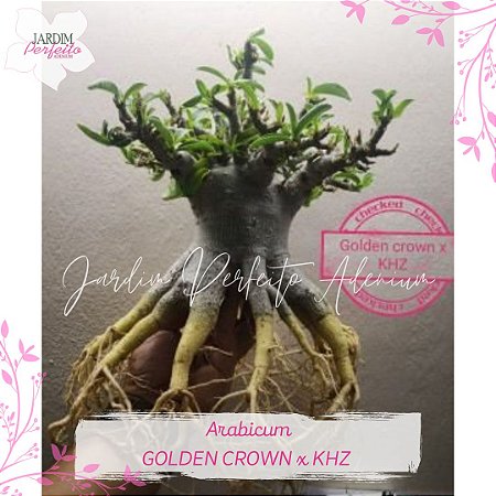 1 SEMENTE ARABICUM GOLDEN CROWN X KHZ