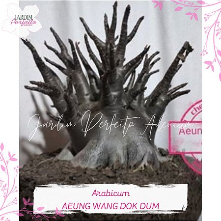 1 SEMENTE  ARABICUM AEUNG WANG DOK DUM F2  BLACK SKIN