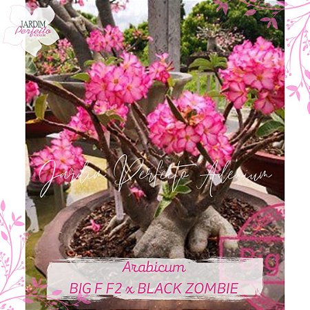 1 SEMENTE  ARABICUM BIG F F2 x BLACK ZOMBIE