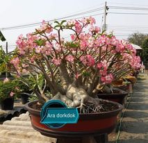 1 SEMENTE  ARABICUM  SUPER DORKDOK