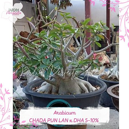 1 SEMENTE ARABICUM CHADA PUN LAN X DHA 5-10%