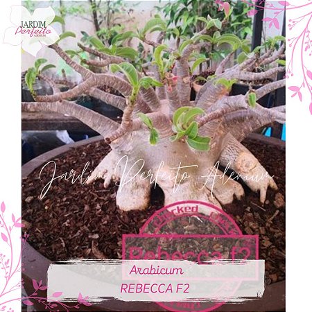 1 SEMENTE  ARABICUM REBECCA F2