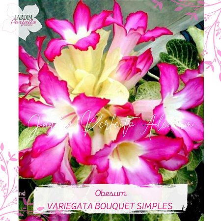 2 SEMENTES OBESUM VARIEGATA BOUQUET