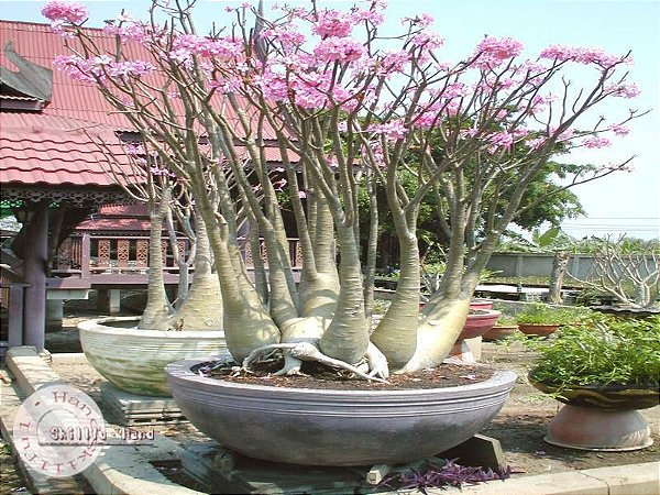 1 SEMENTES ARABICUM DESERT NIGHT FORK