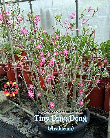 2 SEMENTES ARABICUM TINY DING DONG