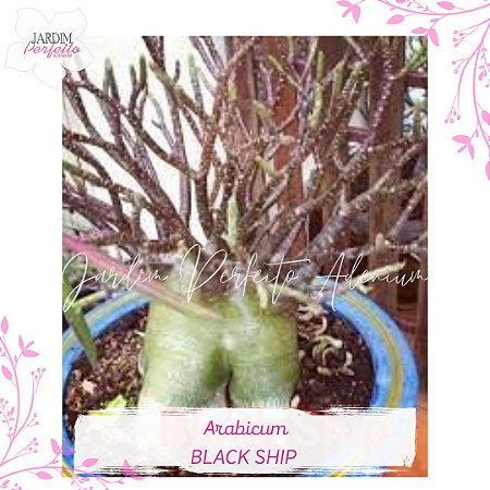 1 SEMENTE ARABICUM BLACK SHIP