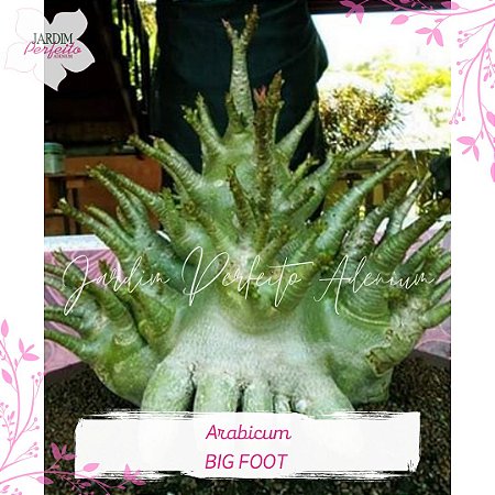1 SEMENTE ARABICUM BIG FOOT