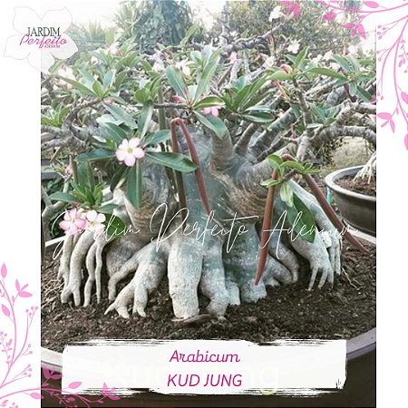 1 SEMENTE  ARABICUM KUD JUNG