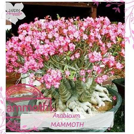 1 SEMENTE  ARABICUM MAMMOTH