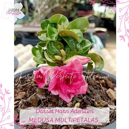 5 SEMENTES MEDUSA MULTIPETÁLAS