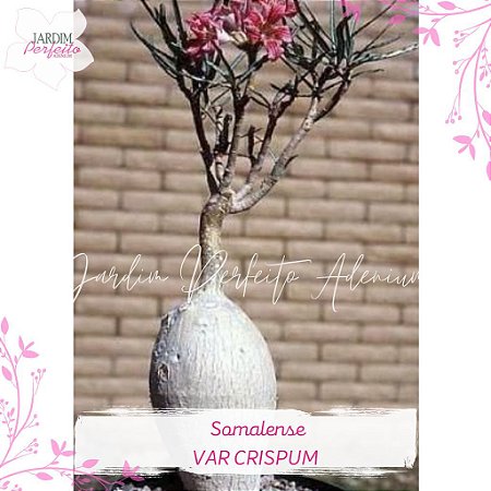 1 SEMENTE  SOMALENSE var. CRISPUM
