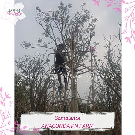 20 SEMENTES DE SOMALENSE VAR. ANACONDA (PN FARM) -78-