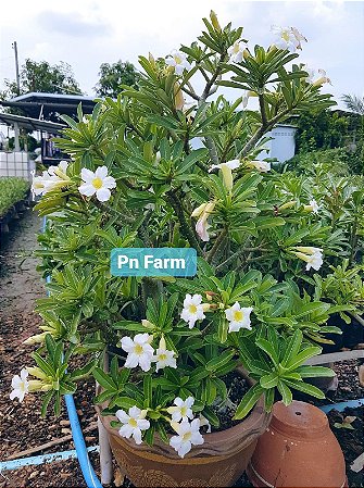 5 SEMENTES SOMALENSE FLOR BRANCA
